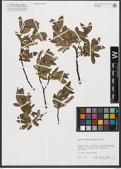 Foto von Salix waldsteiniana Willd.